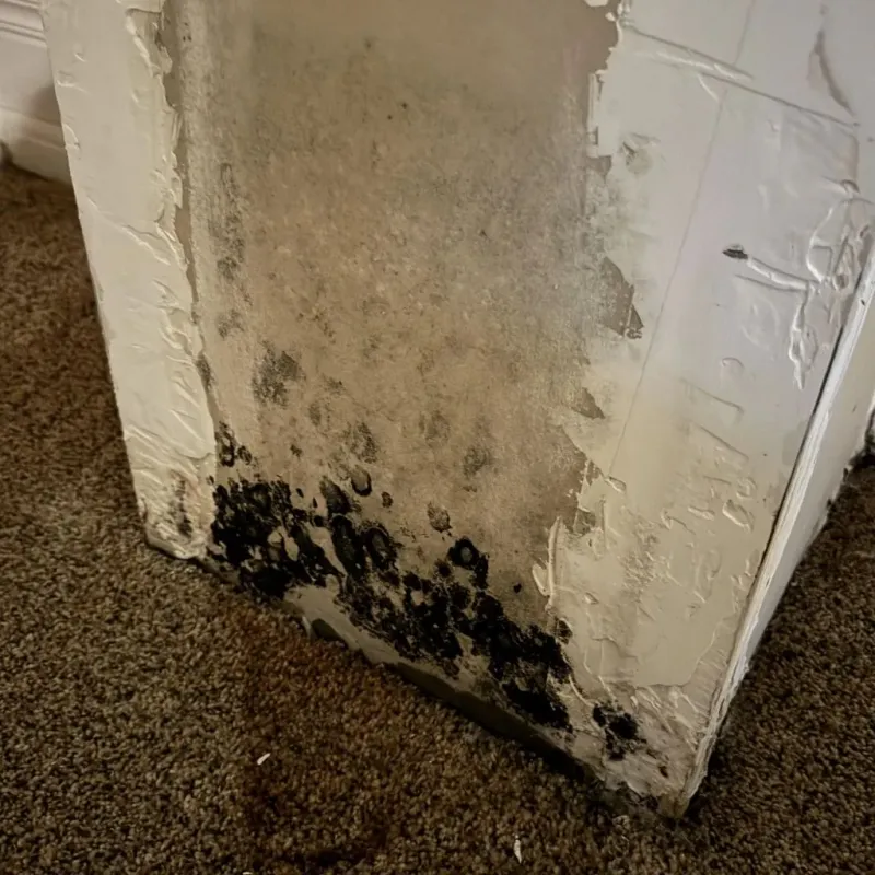 Professional Mold Removal in Indian Springs, GA